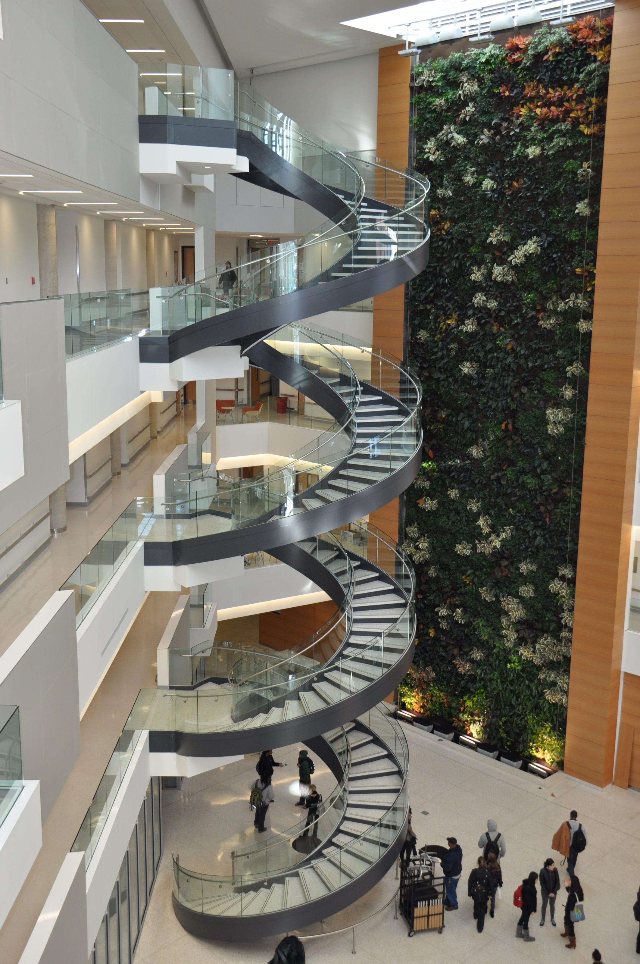 Several helical staircases linking the floors of Drexel University's atrium beside a green wall